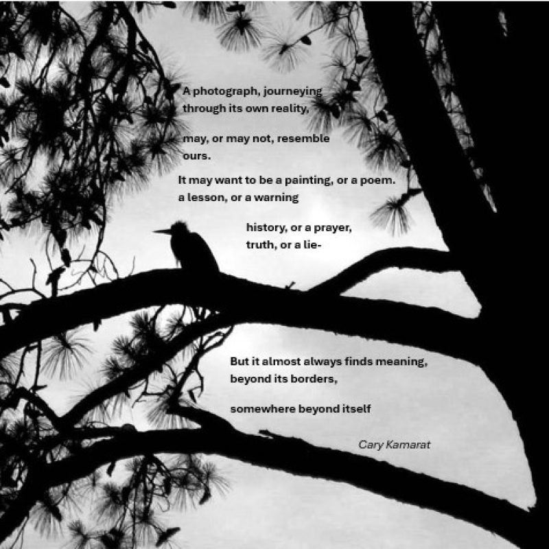 A heron sits on a branch high in a tree, silhouetted against the sky