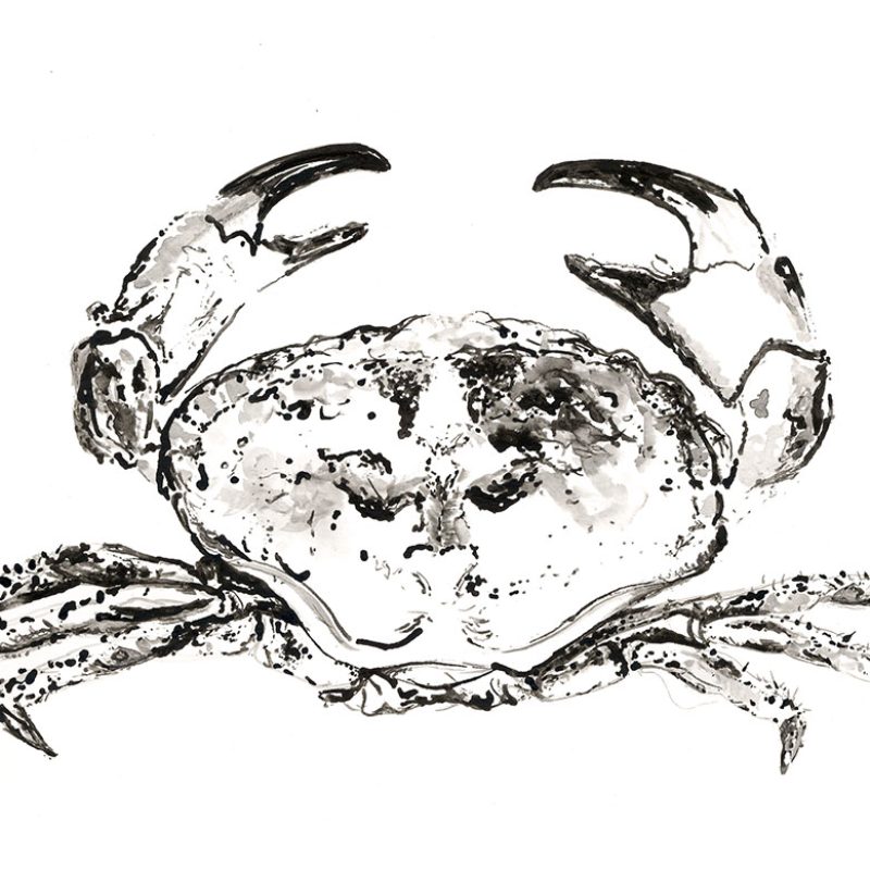 Whole crab drawn in ink filling the page