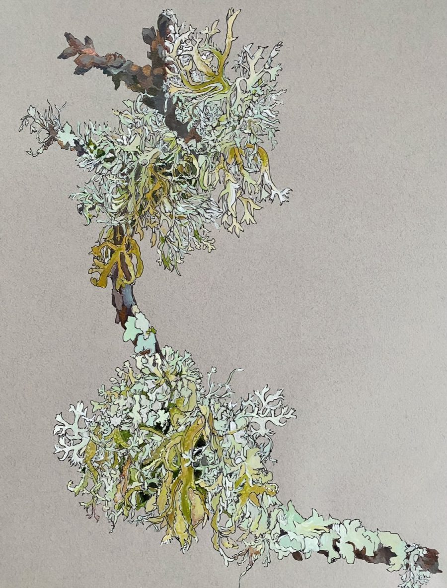 A stick encrusted with different types of lichen
