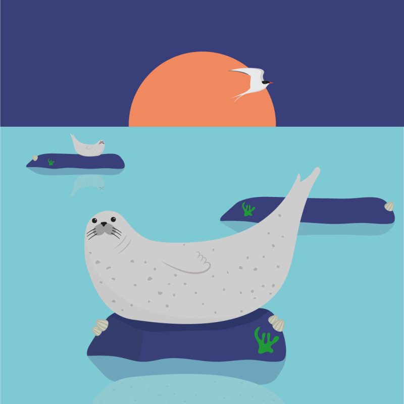 A serene digital illustration by Kai Jed. The illustration is of seals resting on a rock in the sea. A bird flies in the sky with a sunset in the background.