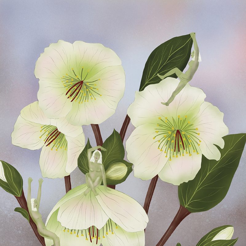 Pale green hellebore flowers with female figures hidden amongst the petals