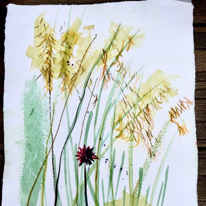Watercolour of grasses in greens and yellows and browns