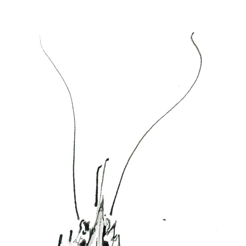 Lobster Head poking up from the bottom of the paper 