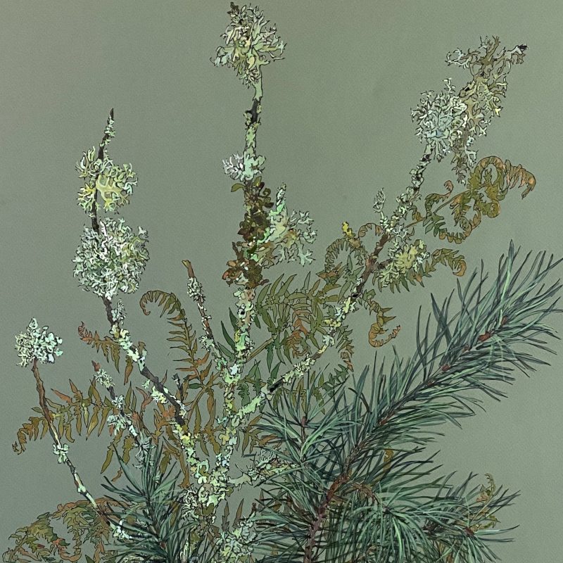 Botanical painting of ferns, lichen and fir
