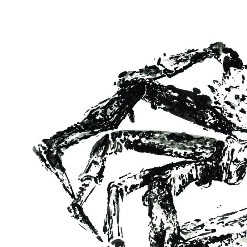 Spider crab legs crawling on to the page, body is off the page