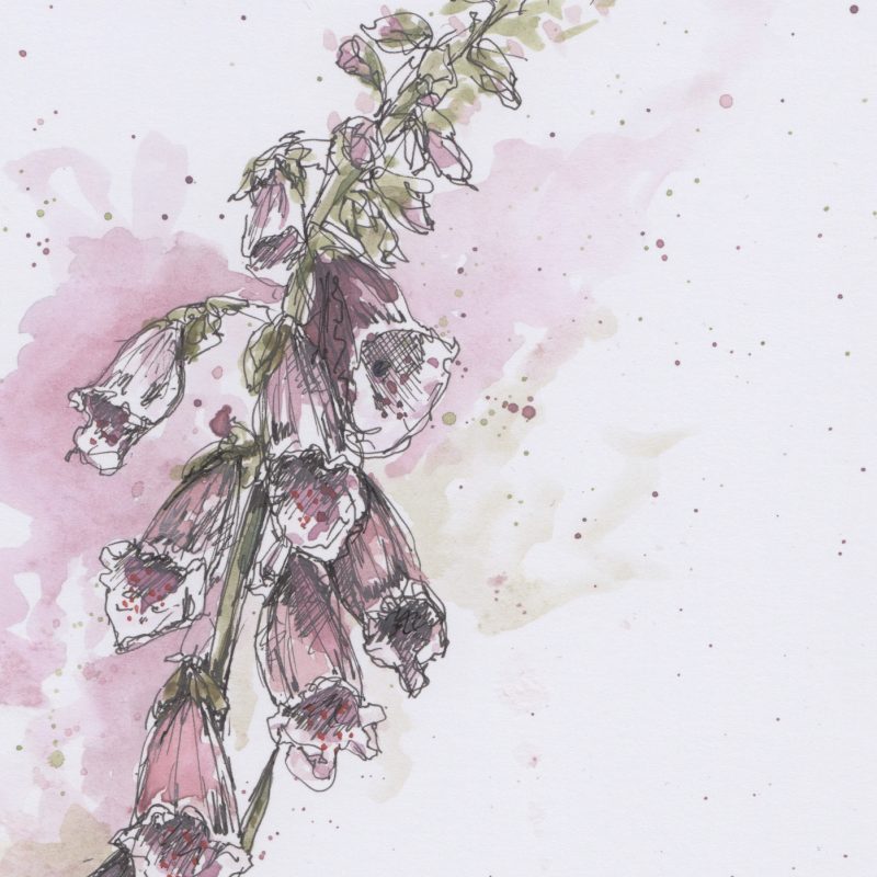 ink and watercolour drawing 