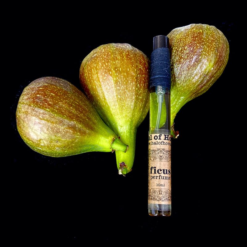 FICUS perfume atomiser nestled in fresh green figs