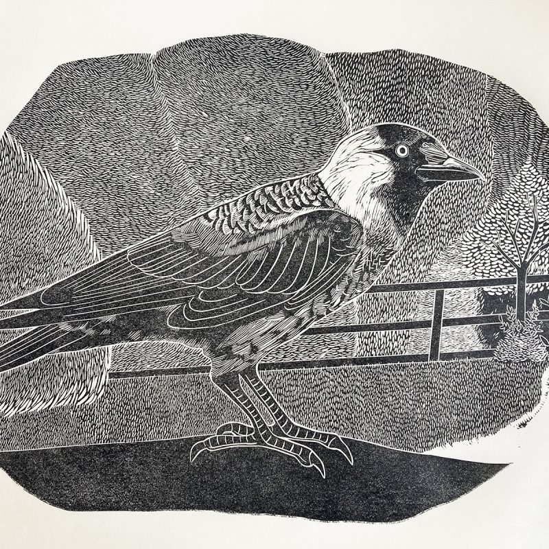 Jackdaw monochrome print