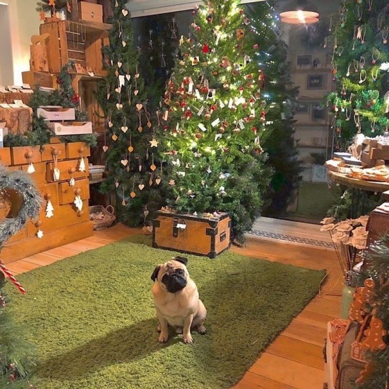 Egg the pug at Christmas Open Houses Brighton 11 Rugby Road 