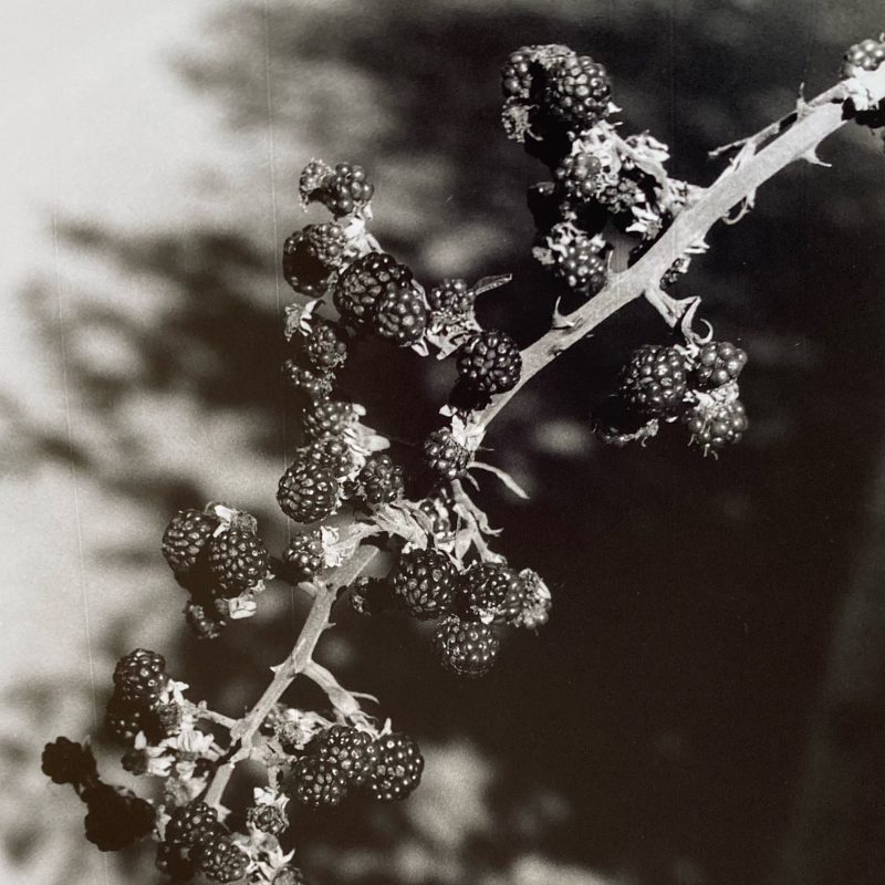 A blackberry branch with lots of fruit, shining in the sunlight.