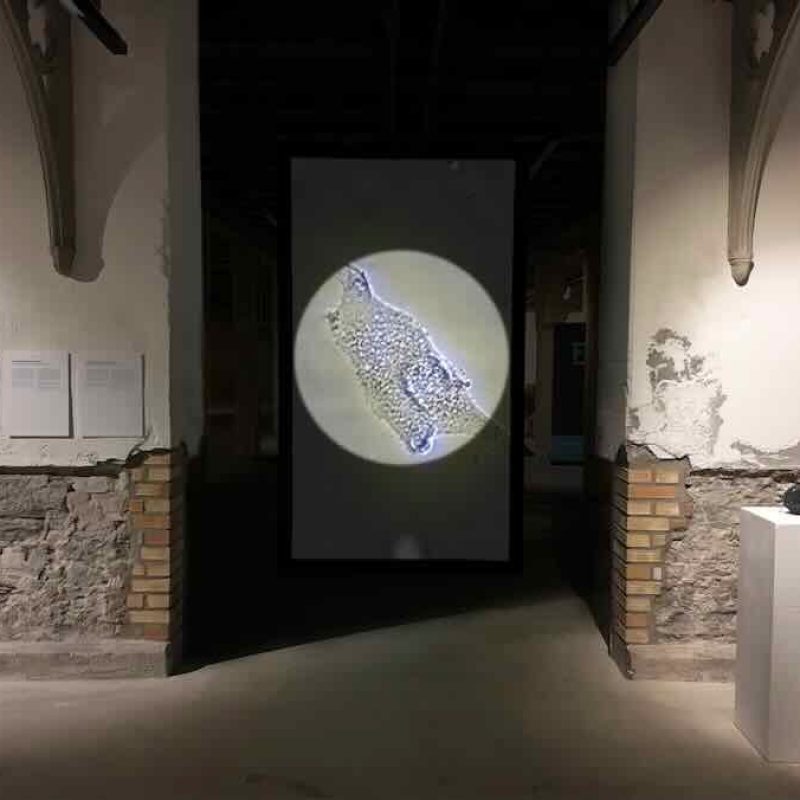 Video installation of cells