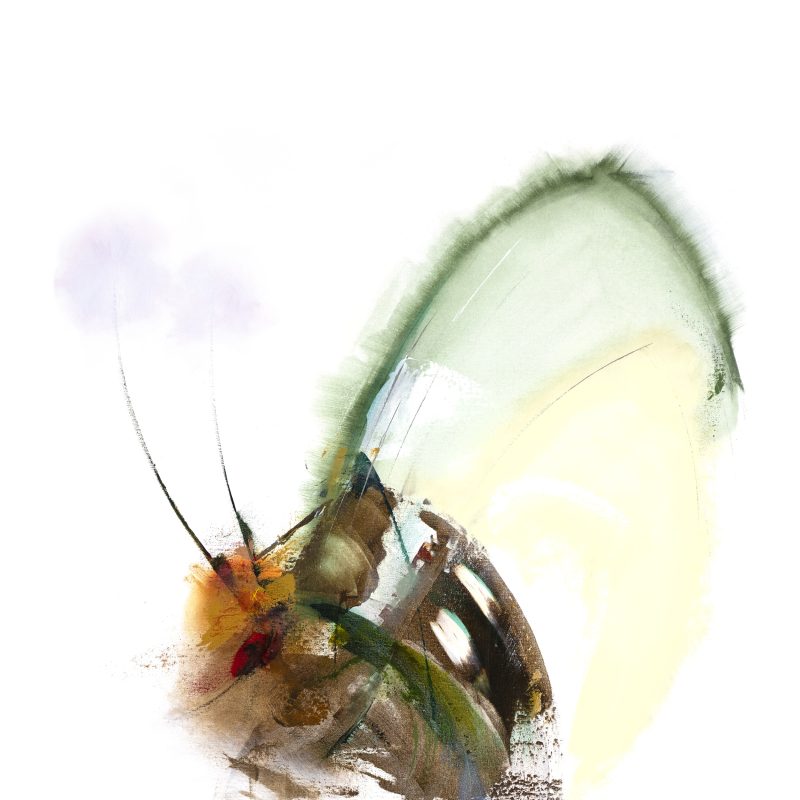 An Abstract Impressionistic painting of an insect , painted in acrylics on a 80 x 100 cm on canvas 
