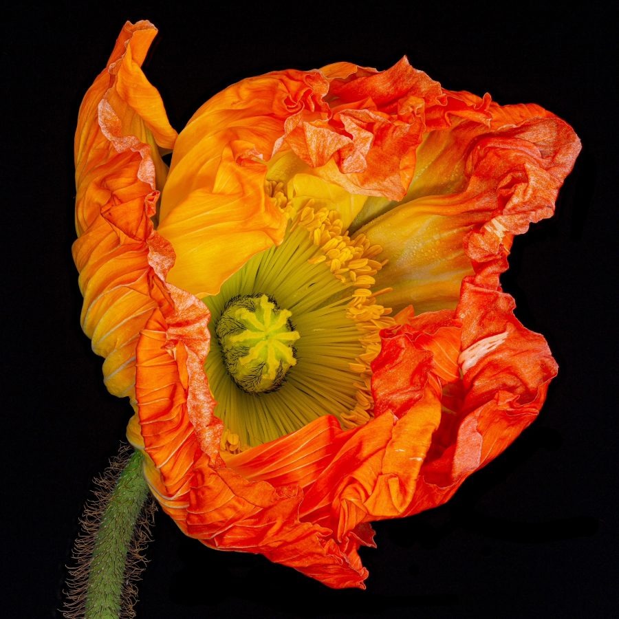 Beautiful poppy on black background 