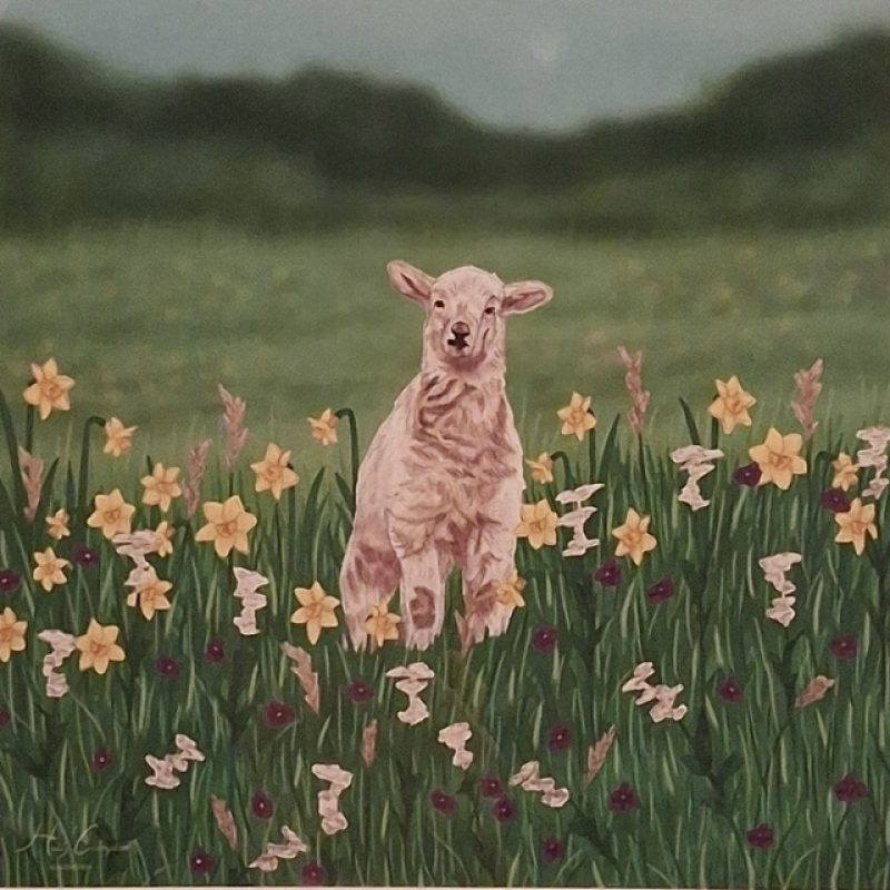 A sitting lamb in a field of yellow and white daffodils.
