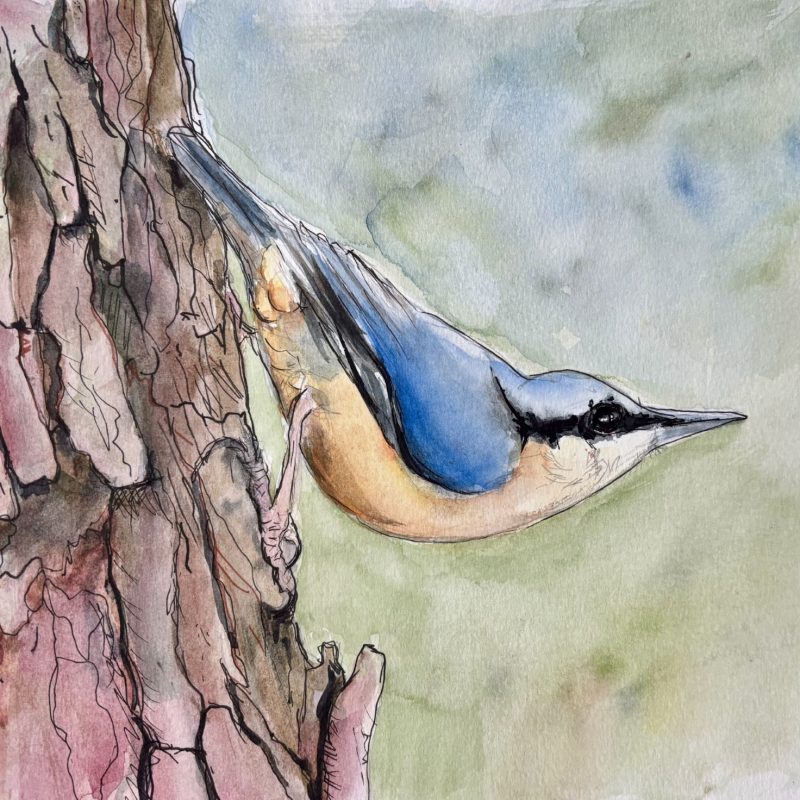 A beautiful drawing/painting of a nuthatch