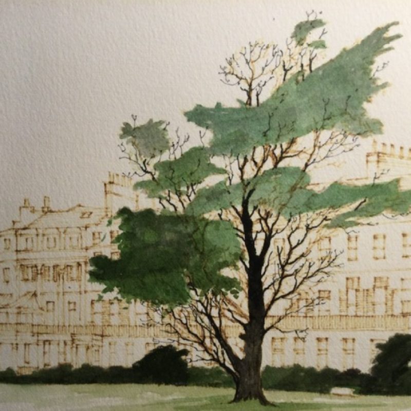Regency buildings in the iconic golden cream are standing tall behind the magnificent landmark tree of Brighton and Hove