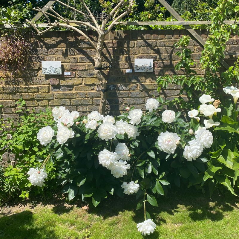 Peonies and wall hangings in the garden