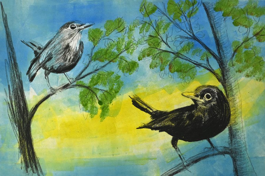 Male and female black birds in trees