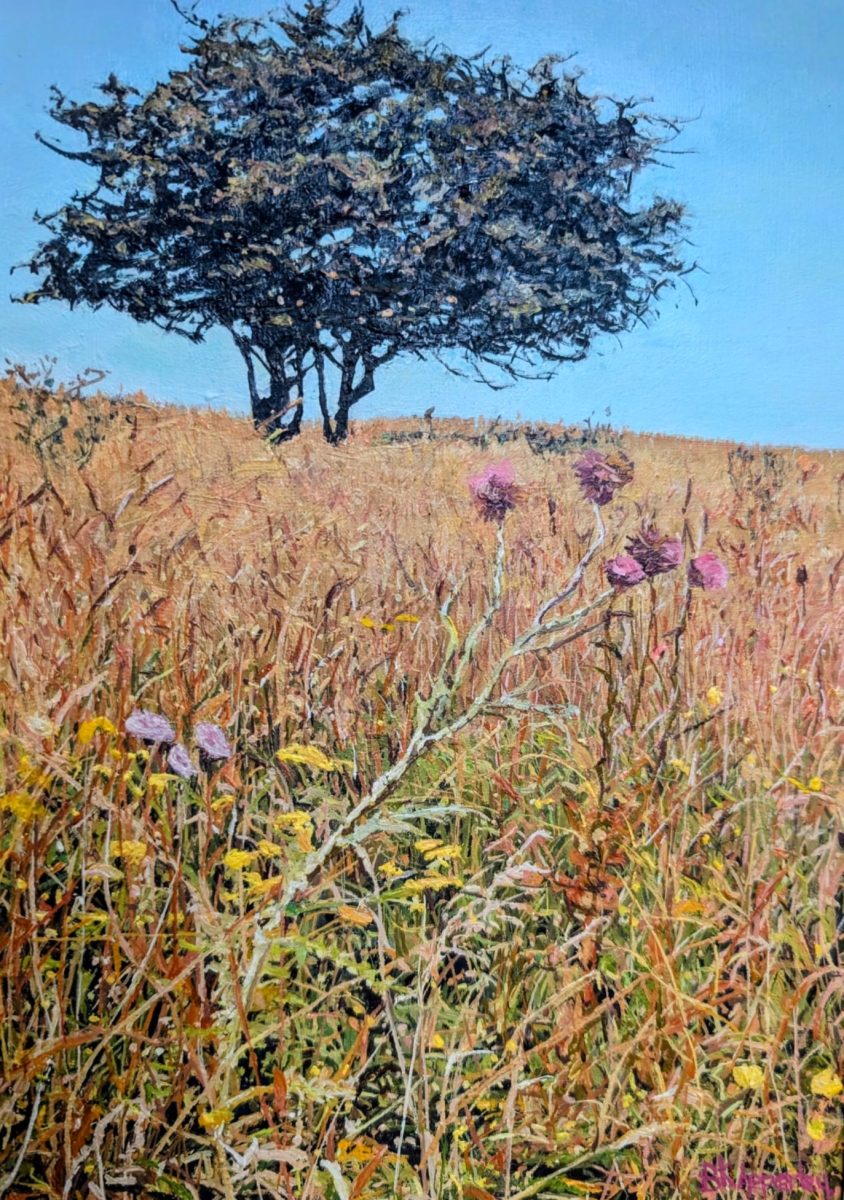 The hillside rises up to a windswpet hawthorn tree, and is full of meadow flowers, thistles, clover and others. 