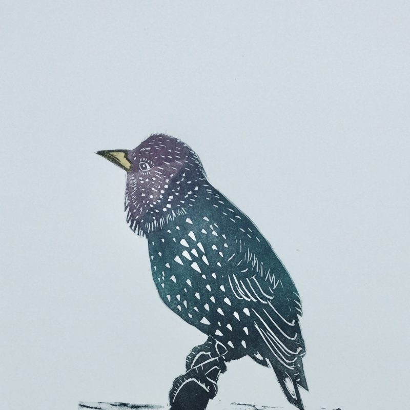 Linocut of a starling