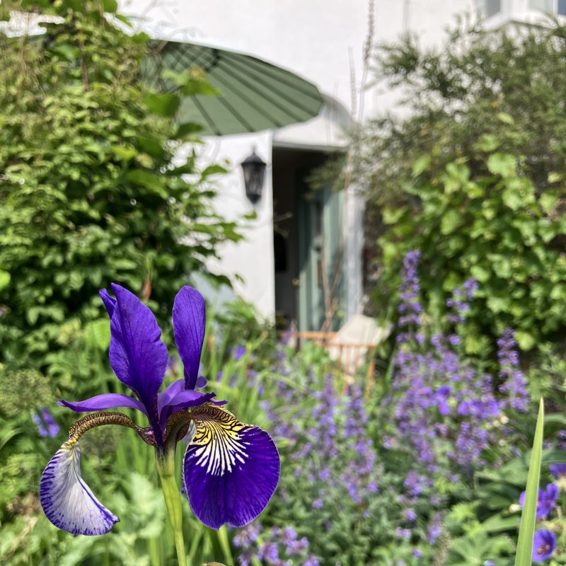 Irises in the garden of the Garden House 