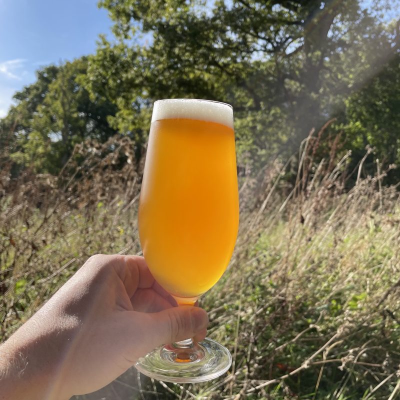 hand holding up a glass of beer in the sunshine with trees behind it 