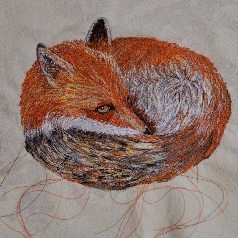 A fox tightly curled 