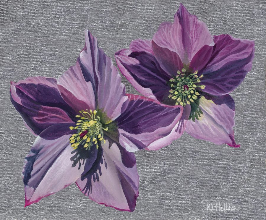 Two pink Hellebore flowers on a silver background