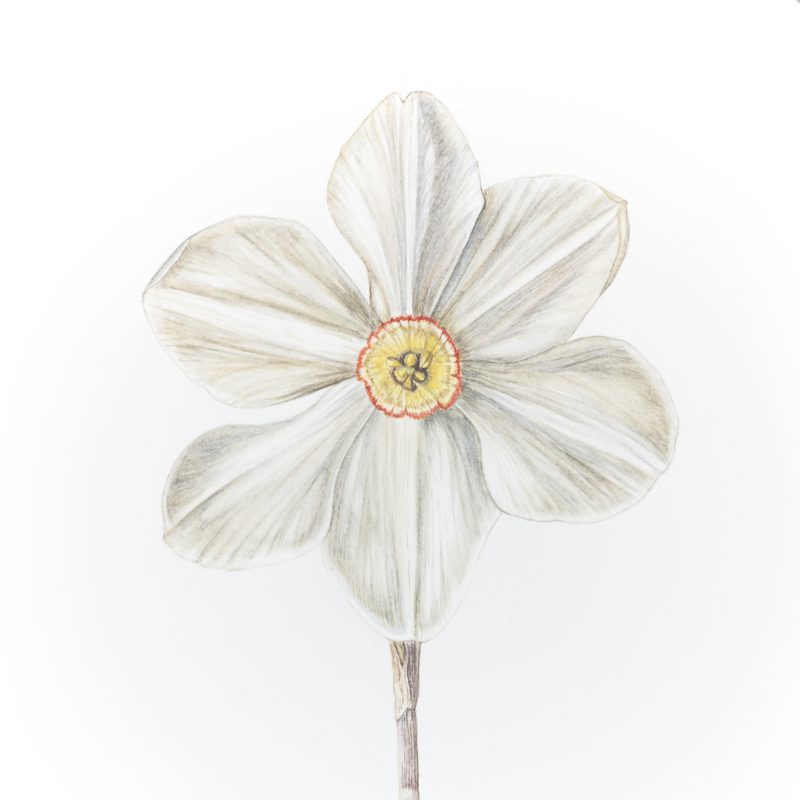 Narcissus (Pheasant Eye Daffodil)