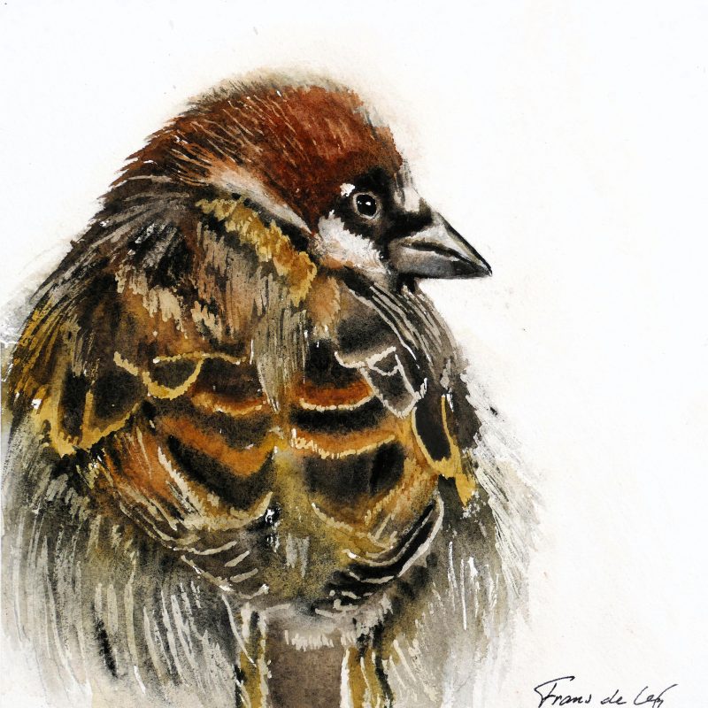 Watercolour painting of a male House Sparrow from the back.