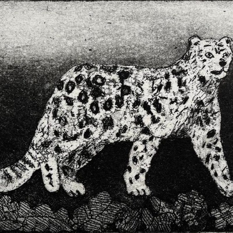 Monochorome pale leopard walking foreground against dark gradient background.