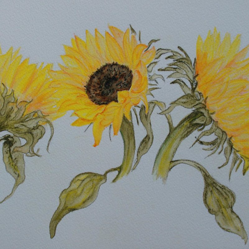 Study of Sunflowers
