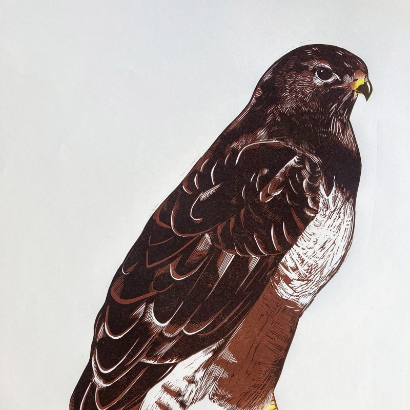 Reduction Lino cut print of a Buzzard using colours of browns,  black and yellow inks.