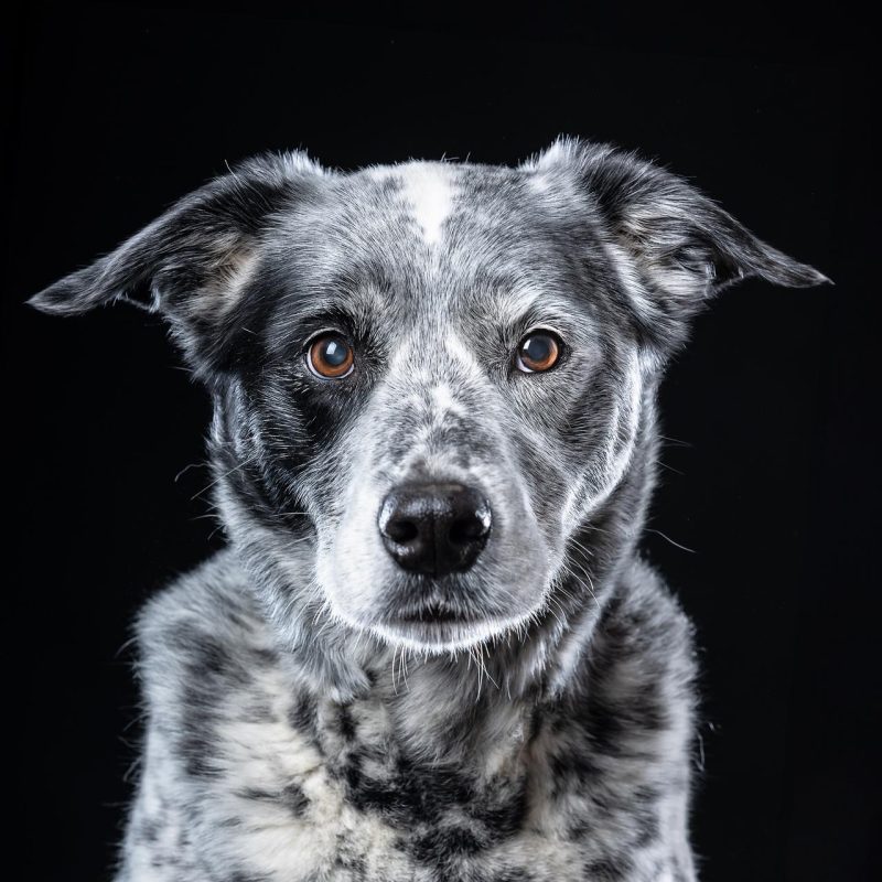 Portrait of a silvery grey dog staring intently at the camera