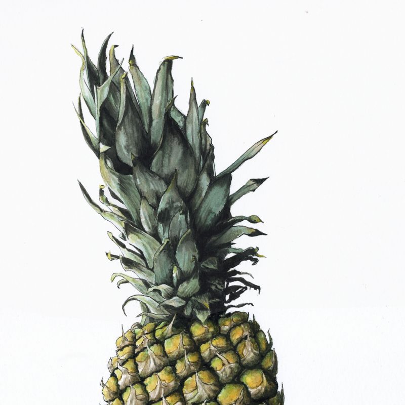 A ripe pineapple. Ink and watercolour.