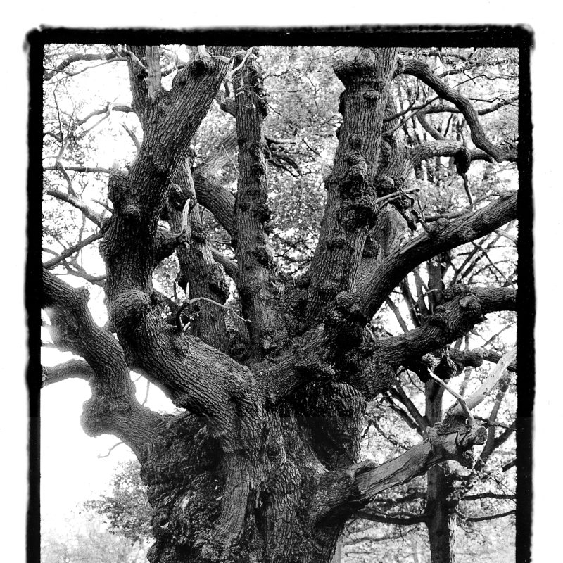 Trees, Richmond Park. Black and white photographic print.