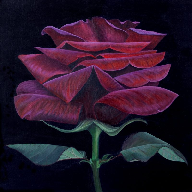 Deep red rose on a black background