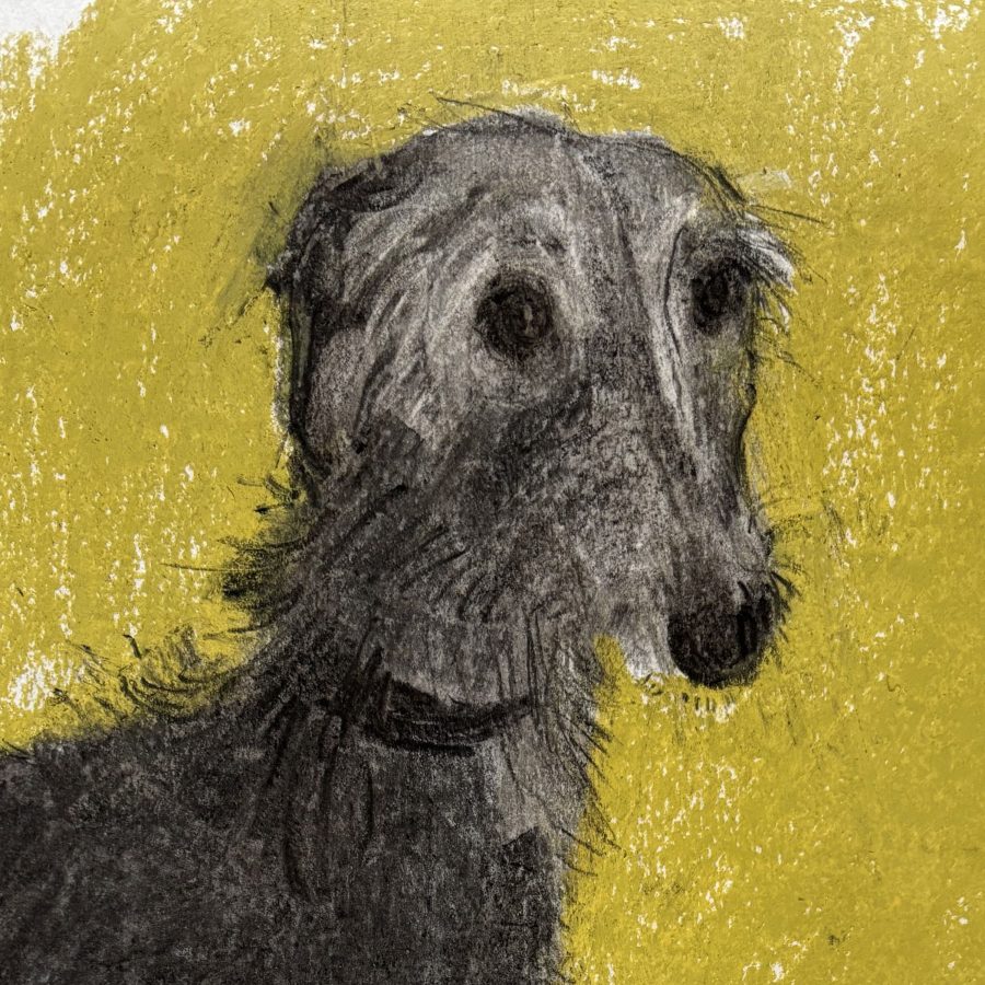 Charcoal lurcher on yellow pastel background