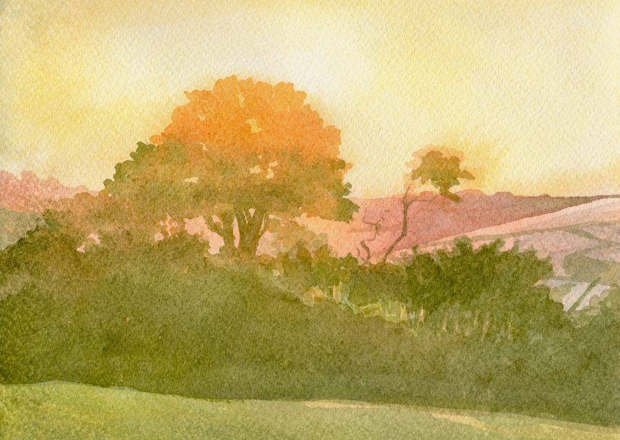 Silhouette of a tree at sunset