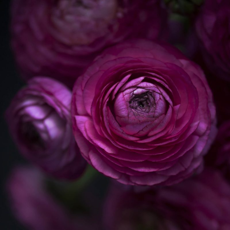 A close-up of the details and textures of a deep magenta Ranunculus flower. 
