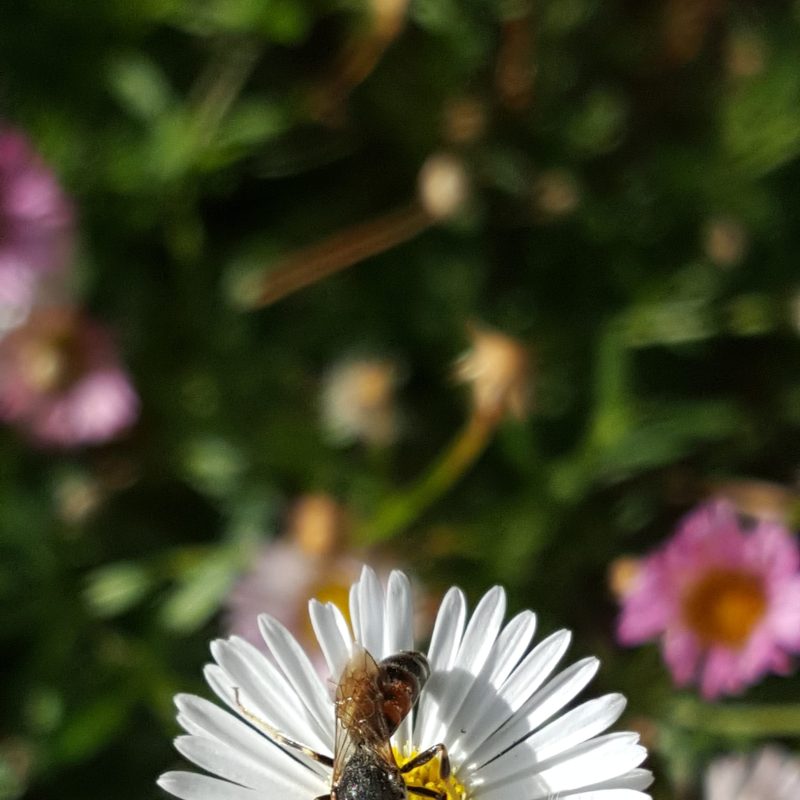 A bee on a daisy, against grass