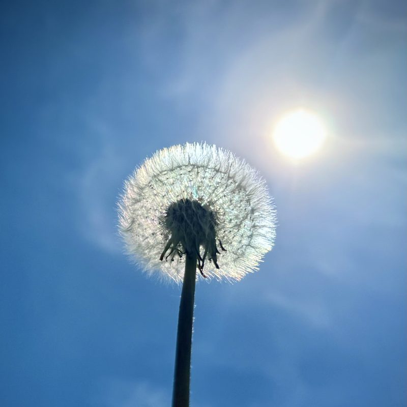 A dandelion clock against a bright blue sky
