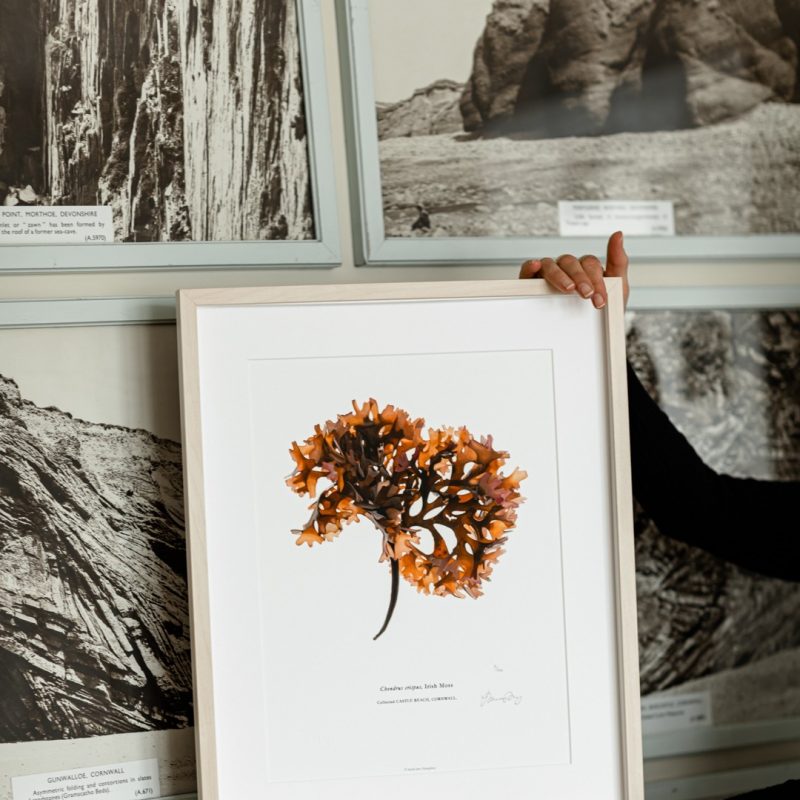 Botanical illustration