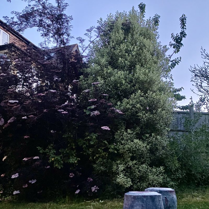 Two large vessels in the garden of Rigden Road.