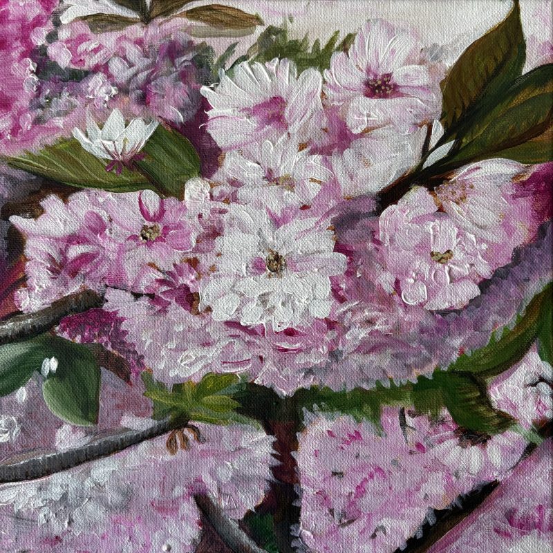 Pink and white cherry blossom